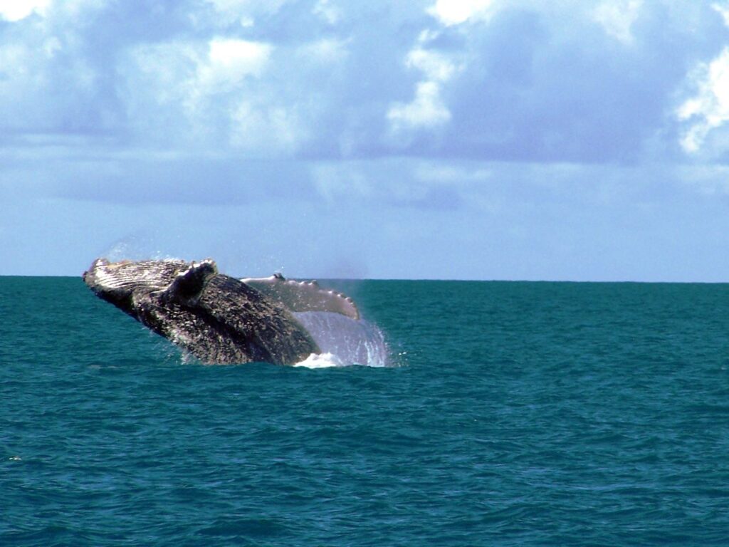 Abrolhos